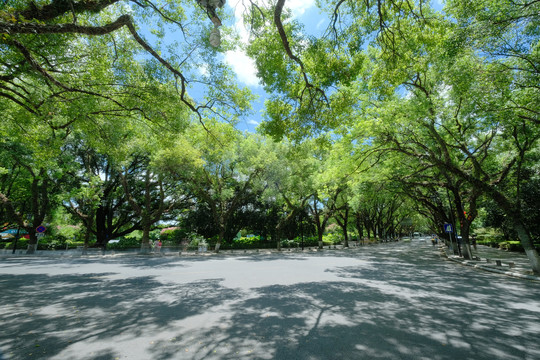 广西桂林城市道路绿树成荫