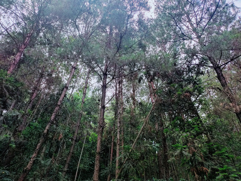 森林植被大图背景