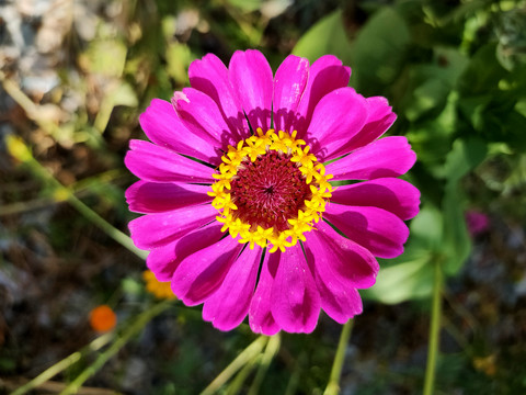 百日草花