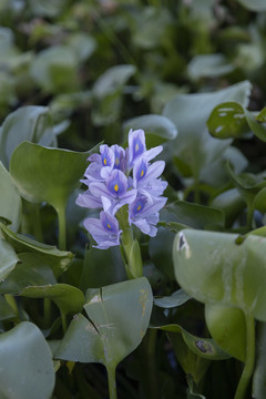 水葫芦花