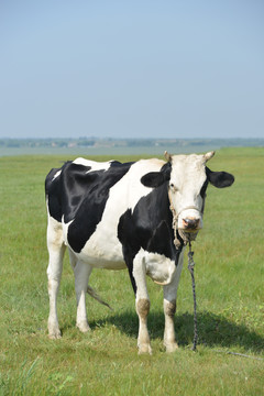 拴在草地的奶牛