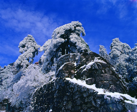 雪松问天