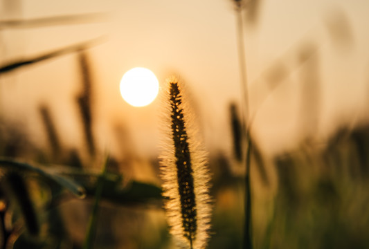 夕阳下的狗尾草