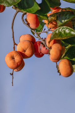 柿柿如意中秋食品红柿子
