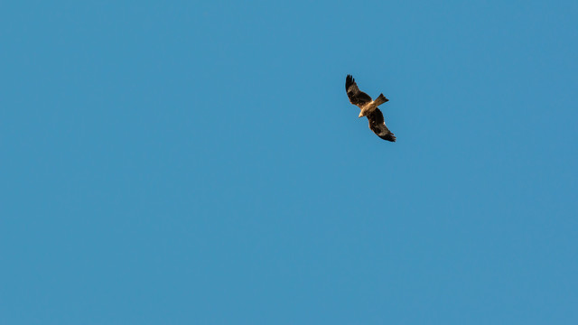 鹰击长空