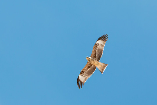 鹰击长空