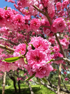 樱花特写