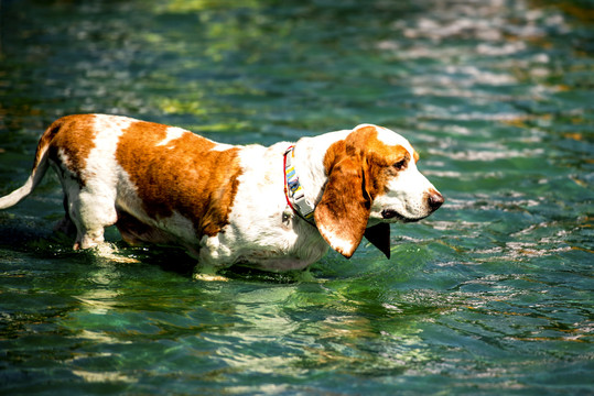 可卡犬