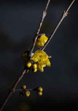 冬季黑色背景下雪中的腊梅花开