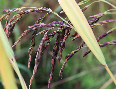 农家自种黑米贡米红米