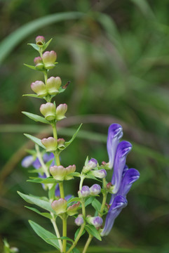 黄芩