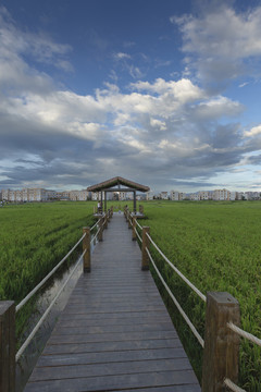 云南昆明晋宁沙堤村田园风景