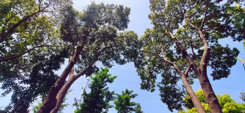 蓝天树木