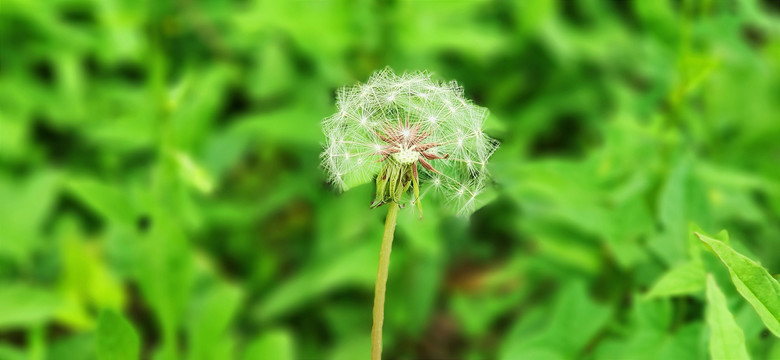 蒲公英特写