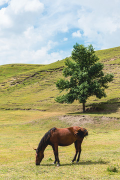 秋季草原一棵树一匹马