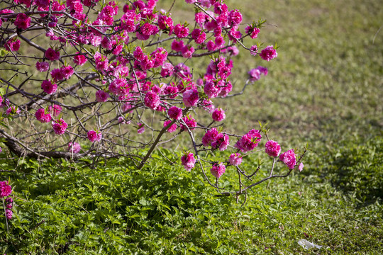 红色碧桃花