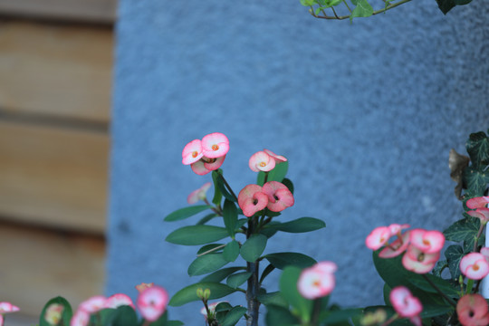 装饰花朵