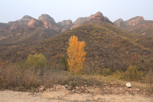 秋季山区黄叶