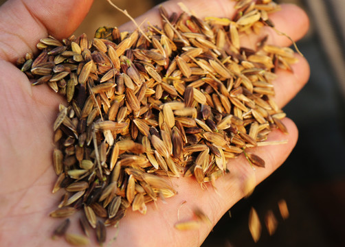 黑米红米农家自种收割原生素材