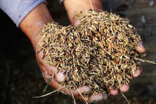黑米红米农家自种收割原生素材