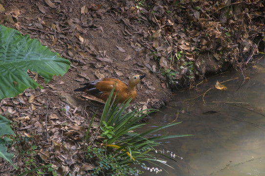 水边喝水的赤麻鸭