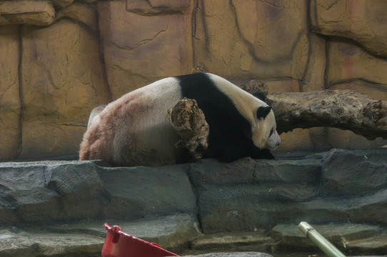 动物园一只大熊猫