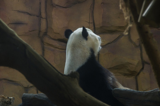 熊猫的背影