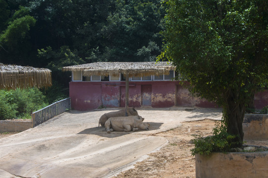 白犀牛园风景
