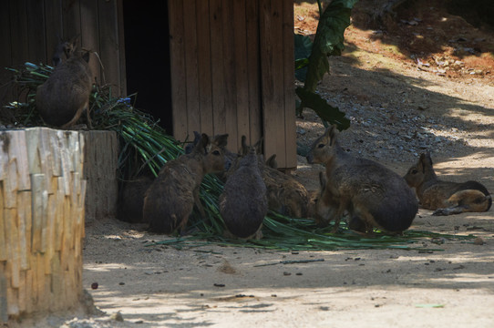 一群兔豚鼠