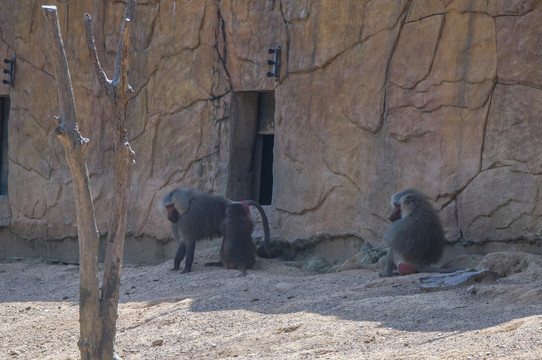 动物园狒狒