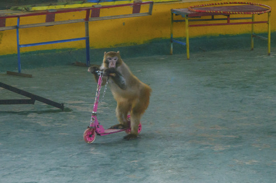 表演骑车的猴子