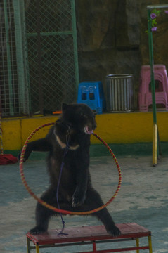 表演转呼啦圈的黑熊
