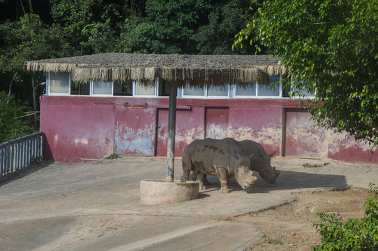 动物园白犀牛