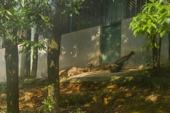 动物园里的斑髭狗