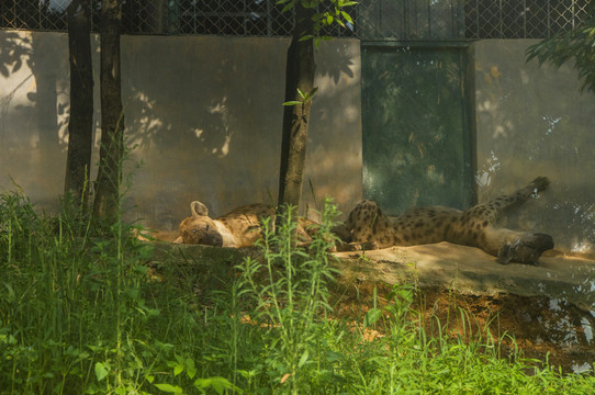 动物园斑鬣狗