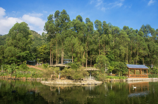 天鹅湖湖畔树林