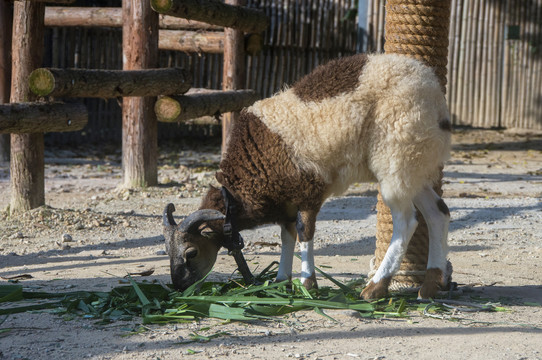 藏绵羊吃草