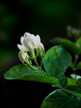 茉莉