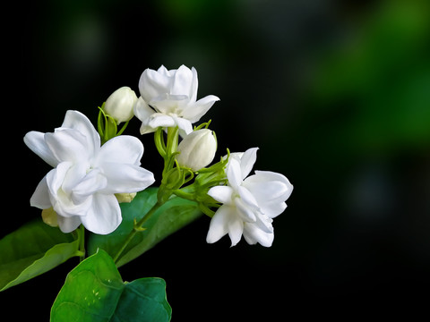 茉莉