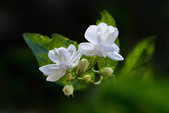 茉莉