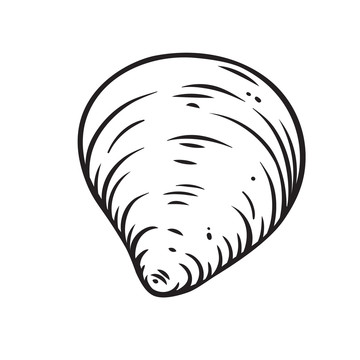 黑白手绘贝壳线条插图