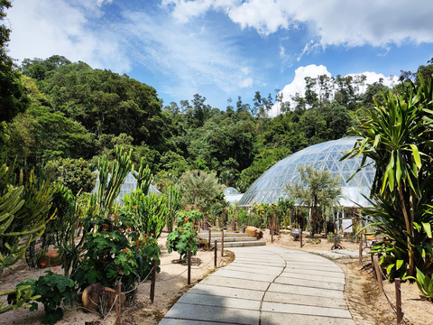 热带植物区