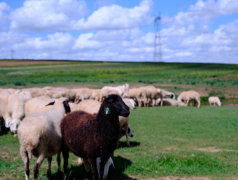 敕勒川草原羊群