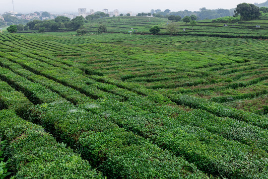 山茶