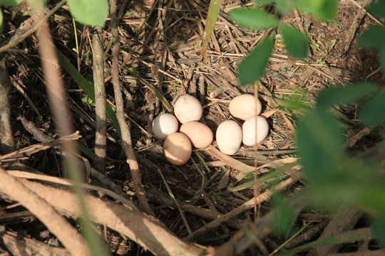 户外等待孵化的野生鸡蛋