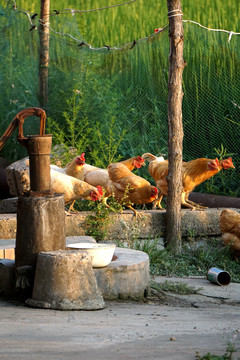 农村散养鸡