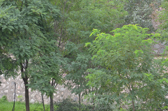 黄河滩绿化树