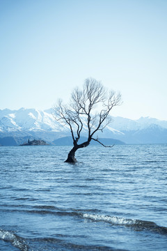 海上树枝