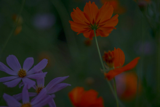 格桑花