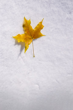 雪地里枫叶